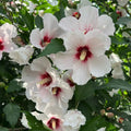 3 White Red Rose of Sharon Live Plant, Ornamental Flower Shrub, 2 Inch Tall