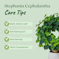 Stephania Cephalantha Caudex Plant Live, Medium Stephania Succulents Houseplant 2-2.5 Inch, Perennial and Cold Hardy