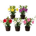 Set 2 Mix Mandevilla Live Plants, 5-9" Tall Mandevilla Plant Potted, Well Rooted Perennial Flowers Shrub Plants, Ornamental Plants for Outdoors
