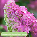 Cold Hardy Hydrangea Live Plant Tree, 5"-10" Hydrangea Bush Live Shrub Starter Plants, Dormant in Winter, White to Rose Pink Color Blooms