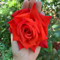 Red Orange Rose Bushes Ready to Plant, Climbing Roses Live Plants Fragrant, 6-8 Inc Tall in Pot, Year-Round Blooming, Can Grow as Bush or Climber
