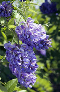 Purple Wisteria Tree Vine Plant Live 6 to 15 Inch Tall, for Planting Outdoors, Wisteria Tree Live Plant