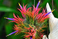 9 Red Tillandsia Air Plants Live House Plant, 9 Plants, Air Plants for Garden, Tillandsia Plants Live, Sucullent Plants Live