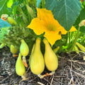Yellow Squash Vegetable Plants Live, Set 2 Plants, 3 to 6 Inc Long, Squash Plants Live Growing