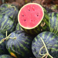 Red Watermelon Live Plant, Sweet Watermelon Seedling from 4-6 Inches Tall, Easy Care Fruit Bearing Plant for Garden Beds, 2 PPP