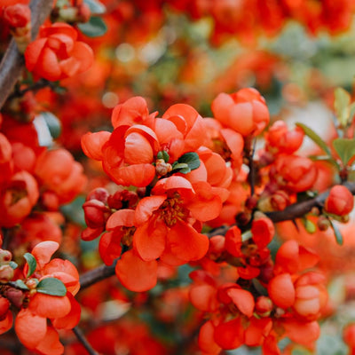 Orange Quince Flowering Plant, Double Quince Flower Shrub Outdoor Planting, 5 to 7 Inch Tall