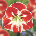 Amaryllis Plant Bulb in Wax, Holiday Decorations Blooms