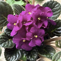 African Violets Plant Live in 4'' Pot, Fast-bloming Indoor Outdoot Flowering Plant with Vibrant Blooms (Blue African Violet)