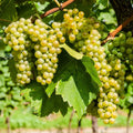 Grape Vine Live Plant 1-2 Year Old, Sweet Grape Plant Live for Growing, Grape Fruit Well Rooted Plant Bareroot (Green Grape)
