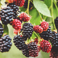 Sweet Thornless BlackBerry Plants Live for Planting, 8 Months Old BlackBerry Fruit Tree for Growing Outdoor, High Yielding, Dormant in Winter