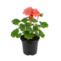 Salmon Geranium Plants Live, Hardy Annual Geranium Live Plant from 3 Inc, Flowers Planting for Outdoor, Indoor Garden