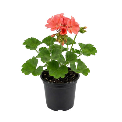 Salmon Geranium Plants Live, Hardy Annual Geranium Live Plant from 3 Inc, Flowers Planting for Outdoor, Indoor Garden