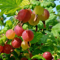 Gooseberry Plant Live, Gooseberry Bush Live Plant 5 to 9 Inch Tall, Gooseberry Fruit Tree