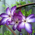 Purple White Clematis Live Plant in 2.5" Pot, Flowering Climbing Clematis Vine Starter for Outdoor Garden and Trellis, Well Rooted