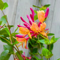 Pink Yellow Honeysuckle Vine Live Plant 2.5 Inc Pot Fragrant Red-Pink and Yellow Flowers, Cold Hardy