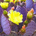 Prickly Pear Cactus, Purple Prickly Pear Cactus Plant Live in 3 Inches Pot