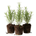Set 3 Rosemary Plants, 3 to 6 Inch Tall Starter Plant, Without Pot, Rosemary Herb Plant for Garden