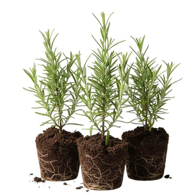 Set 3 Rosemary Plants, 3 to 6 Inch Tall Starter Plant, Without Pot, Rosemary Herb Plant for Garden