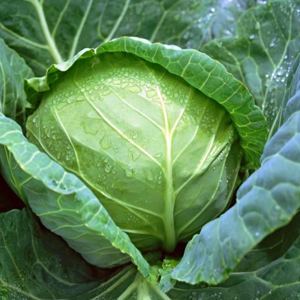 Cabbage Live Plant, Cabbage Vegetable Plant, 4-6 Inches Tall in 4 Inches Pot for Outdoor Gardening