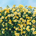 Yellow Rose Bush Plant Live, Fragrant Rose Bushes Plant Live, Rose for Planting, Starter Size, 4 to 10 Inc Tall