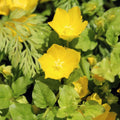 Golden Creeping Jenny Plug Plant, Perennial Ground Cover, Vibrant Golden Trailing Vine, 2-5 Inches Tall for Indoor Outdoor Planting
