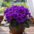 Purple African Violets Live Plants in Pots, Live African Violet Plants House Plant for Indoor Outdoor Décor, 4" Pot, Well-Rooted and Year-Round Blooming