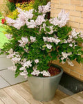 Miss Kim Lilac Bushes Live Plant Syringa for Planting Outdoors, Syringa Fragrant Flower Plant About 5 to 7 Inch Dormant