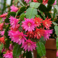 Spring Easter Cactus Plants Live, Holiday Easter Cactus Plant, 2 Inches Pot, 4-6 Inc Tall, Vibrant Flowers, Easy Care Succulent for Indoor Outdoor Growing