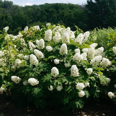 White Oakleaf Hydrangea Bush Plant Tree Live Shrub in Pot, Starter Plant 4 to 9 Inches, Hydrangea Tree, Dormant, Change Color Blooms