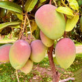 Sweet Mango Tree Live Plant, 7-11 Inch Tall, Mango Plant Live for Outdoor Planting, in Pot, Well-Rooted Tropical Fruit Tree