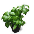 12 Sweet Basil Plants Live, 4 Inc Pot, Basil Herb Live Plant Garden