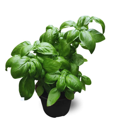 12 Sweet Basil Plants Live, 4 Inc Pot, Basil Herb Live Plant Garden