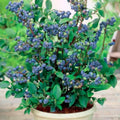 Duke Blueberry Plant Live for Planting, Blueberry Bushes for Planting, 4"-7" Cold Hardy Blueberries Southern Highbush