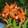 10 Tiger Lilies Bulbs for Planting, Turks Cap Lily Bulbs for Planting Outdoors, Annual Flower Bulb Garden