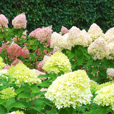 Green Hydrangea Bush Plant Tree Live Flowering Shrub Hardy Starter Plant Size 5 to 11 Inches in Tall, Green Color Blooms, Domant, Winter Hardy