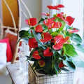 Red Anthurium Plant Live in 4 Inches Pot, Anthurium Live Plant, House Plant Live