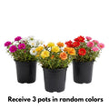 3 Moss Rose Plants Live in 4'' Pot, Random Color Portulaca Flowers for Patio Pots, Garden Borders and Containers, 4-7 Inch Tall