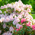 Big 1 Gallon Bright White Rhododendron Plants Live, 1-3 Years Old Azalea Plants Live Shrubs Bushes for Planting, Very Well Rooted