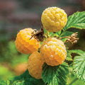 2 Fall Gold Raspberry Plantss Live for Planting 5 to 9 Inches Tall, Everbearing Raspberry Plants Sweet Raspberry Fruits Starter Plant