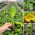 Dwarf Cavendish Banana Plants Live for Planting - Musa Banana Trees Live Plants in 2.5" Pot, Tropical Fruit, Cold Hardy, Year-Round Harvest
