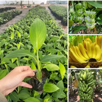 Dwarf Cavendish Banana Plants Live for Planting - Musa Banana Trees Live Plants in 2.5" Pot, Tropical Fruit, Cold Hardy, Year-Round Harvest