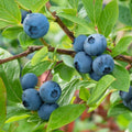 Easy to Grow Blueberry Plant Live for Planting, Blueberry Bushes for Planting, 4"-7" Cold Hardy Blueberries Southern Highbush