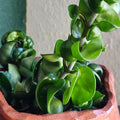 Hindu Rope Plant, Hoya Plant, Starter Plant in 3 Inches Pot, House Plant