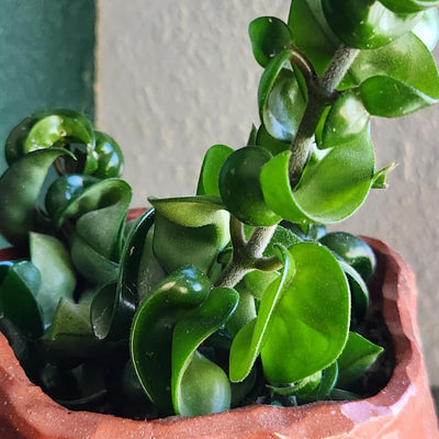 Hindu Rope Plant, Hoya Plant, Starter Plant in 3 Inches Pot, House Plant