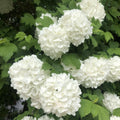 Old Snowball Viburnum Plants Live in 4" Pot, 6-12 Inch Tall, White Flowers Shrubs, Perennial Hardy Snowball Viburnum Flowers Plants, Leafless in Winter