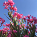 Set 2 Pink Oleander Plant, 4-8" Tall, Pink Oleander Flower Plants Live Starter, Flower Plant for Outdoor Garden and Landscape Planting