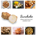 1/2 Lb Jerusalem Artichoke Tubers for Planting, High Yield Sunchoke Rhizomes Bulbs for Planting, Cold Hardy Gardening Indoor Outdoor