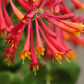 Honeysuckle Live Plant, Fragrant Honeysuckle Vines, Perennial Lonicera Bush for Outdoor Garden 3-6 Inches (Red)