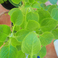Set 2 Green Cuban Oregano Plants Live, 5 to 7 Inches Tall, Mexican Mint Spanish Thyme Live Plant for Home Garden Outdoor and Indoor