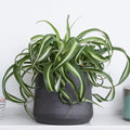 Curly Spider Plants Live Houseplants in 4" Pot, Airplane Live Plants Indoor Outdoor Decor and Planting